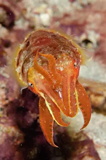 Tentacle: Broadclub Cuttlefish