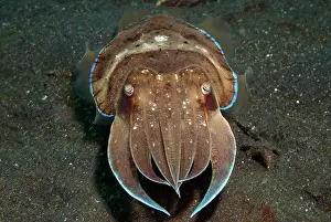 Straits: Broadclub Cuttlefish