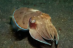 Straits: Broadclub Cuttlefish