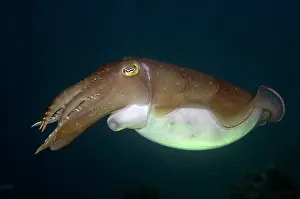 Tentacle: Broadclub Cuttlefish