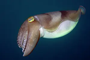 Tentacle: Broadclub Cuttlefish