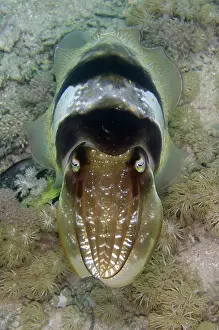 Line: Broadclub Cuttlefish