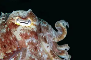 Straits: Broadclub Cuttlefish