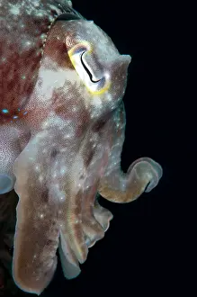 Straits: Broadclub Cuttlefish