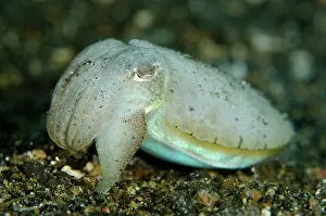 Sepia: Broadclub Cuttlefish - on black sand
