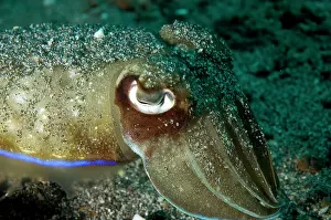 Buried: Broadclub Cuttlefish covered in sand