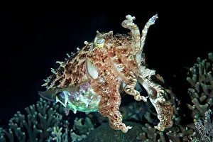 Besar: Broadclub Cuttlefish in defensive position on night