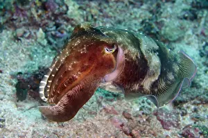 Cuttle: Broadclub Cuttlefish - Gili Mimpang dive site, Candidasa