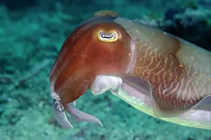 Cuttle: Broadclub Cuttlefish - Gili Mimpang dive site, Candidasa