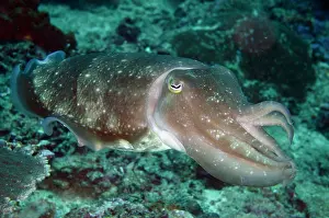 Cuttle: Broadclub Cuttlefish - Gili Mimpang dive site, Candidasa