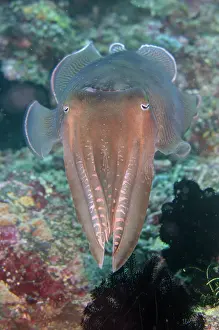 Cuttle: Broadclub Cuttlefish - Gili Mimpang dive site, Candidasa