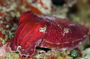 Broadclub: Broadclub Cuttlefish - juvenile