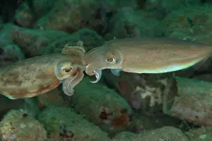 Skirt: Broadclub Cuttlefish - mating