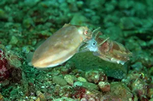 Skirt: Broadclub Cuttlefish - mating with sperm packets