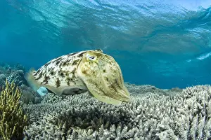 Coralreef: Broadclub Cuttlefish (Sepia latimanus), Bangka Island
