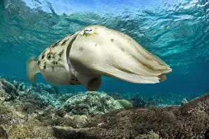 Protostomia: Broadclub Cuttlefish (Sepia latimanus), Bangka Island