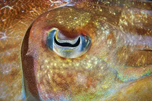 Physiological: Broadclub Cuttlefish (Sepia latimanus) eye, Similan