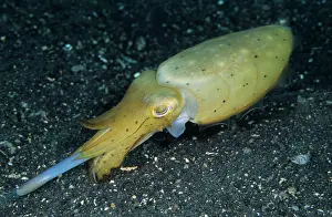 Preying: Broadclub Cuttlefish (Sepia latimanus), feeding