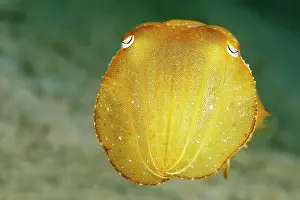 Palawan: Broadclub Cuttlefish (Sepia latimanus), juvenile