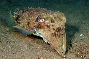 Broadclub: Broadclub Cuttlefish (Sepia latimanus), Pacific