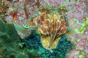 Broadclub: Broadclub Cuttlefish (Sepia latimanus), Pacific