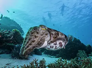 Sepiidae: Broadclub Cuttlefish (Sepia latimanus) on a reef