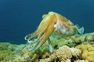 Singly: Broadclub cuttlefish (Sepia latimanus) swimming