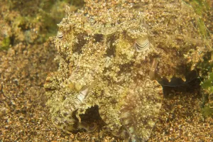 Zoological: Broadclub Cuttlefish (Sepia latimnus), Dumaguete