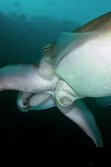 Tentacle: Broadclub Cuttlefish underside