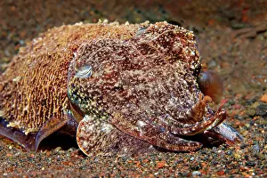 Broadclub: Broadclub Cuttlefishas well ( Sepia latimanus) camouflaged