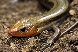 Skinks: Broadhead Skink