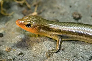 Skinks: Broadhead Skink