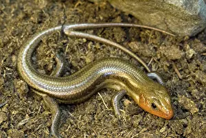 Skinks: Broadhead Skink