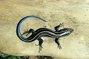 Skinks: Broadhead Skink