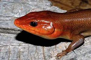 Skink: Broadhead Skink