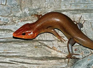 Skink: Broadhead Skink