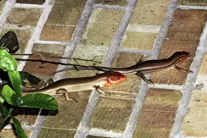 Laticeps: Broadheaded Skink Pair