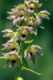 Latifolia: Broadleaf Helleborine (Epipactis helleborine), Detail