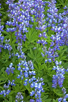 Latifolius: Broadleaf Lupin