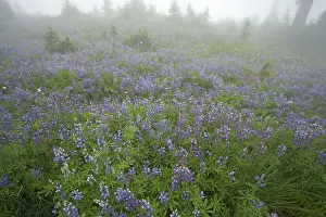 Latifolius: Broadleaf Lupin in Subalpine Meadow. Early morning