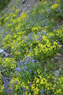 Latifolius: Broadleaf Lupin & Yellow Flowers