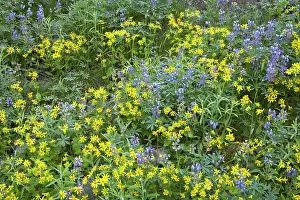 Latifolius: Broadleaf Lupin & Yellow Flowers