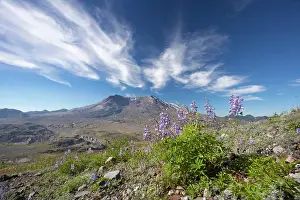 Latifolius: Broadleaf Lupine (Lupinis latifolius) growing in