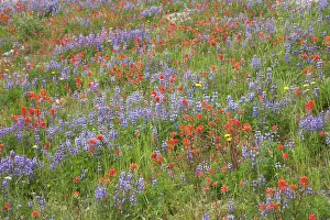 Castilleja: Broadleaf Lupine (Lupinus latifolius) & Scarlet