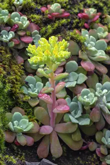 Adam: Broadleaf stonecrop, Olympic National Park, Washington State