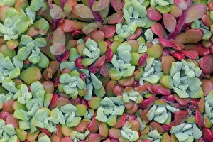 Adam: Broadleaf stonecrop, Olympic National Park, Washington State