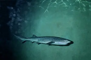Sighted: Broadnose Sevengill Shark - Not usually sighted by divers