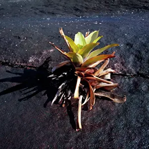 Roraima: Brocchinia tatei (Bromeliaceae), Mount Roraima summit