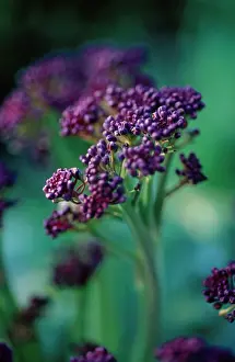 Italica: Broccoli