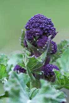 Leadership: Broccoli